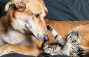 Dog and kitten looking at each other