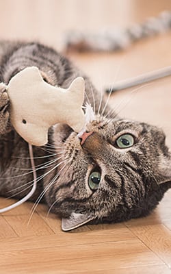 Cat with a dental toy