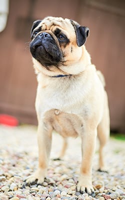 a pug standing on top of pebbles while outside