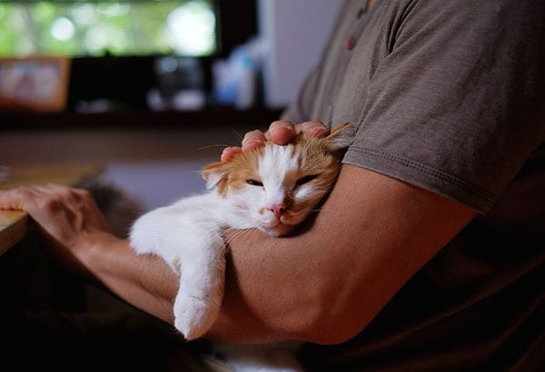 Pet Laser Therapy for Greenland: Man Holding Cat