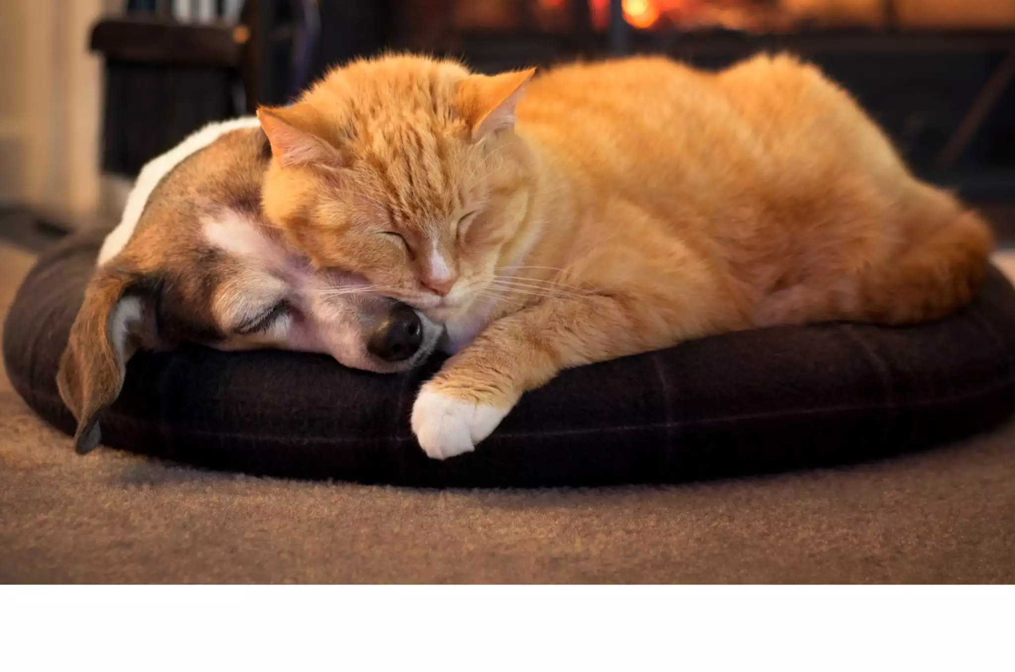 an orange cat laying on top of a dog that is laying in a dog bed
