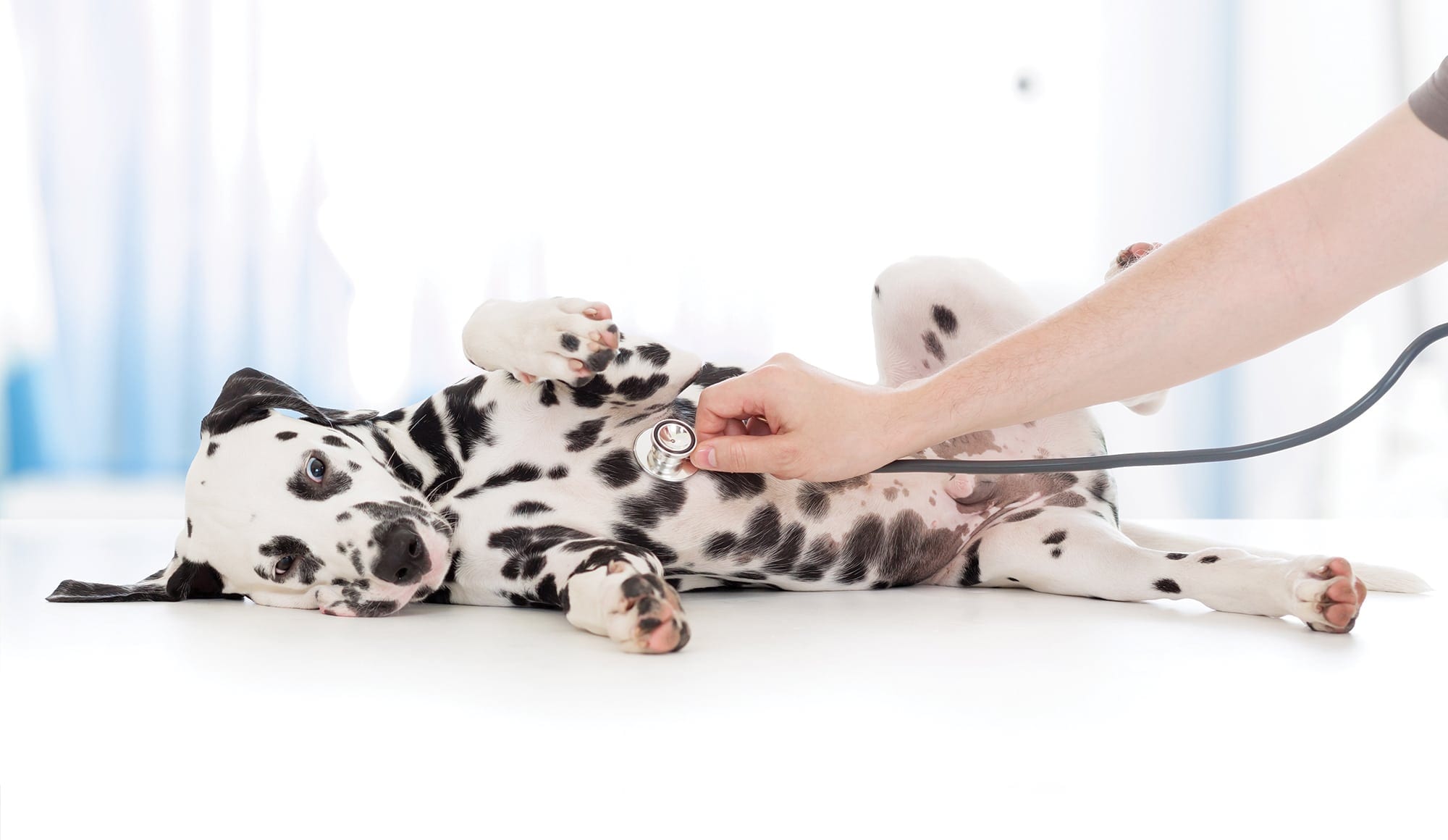 a dalmatian getting examined with a stethoscope