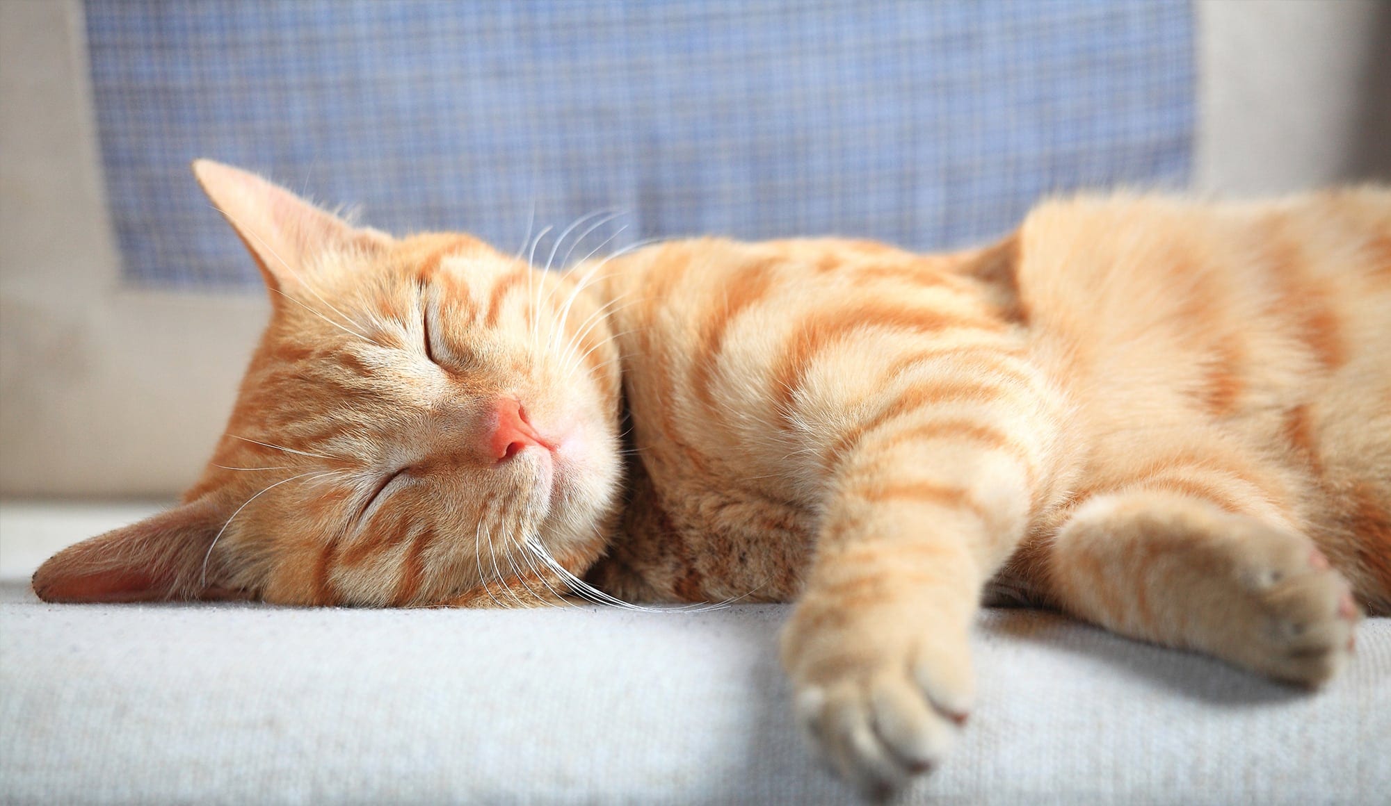 a orange striped cat sleeping on a gray couch