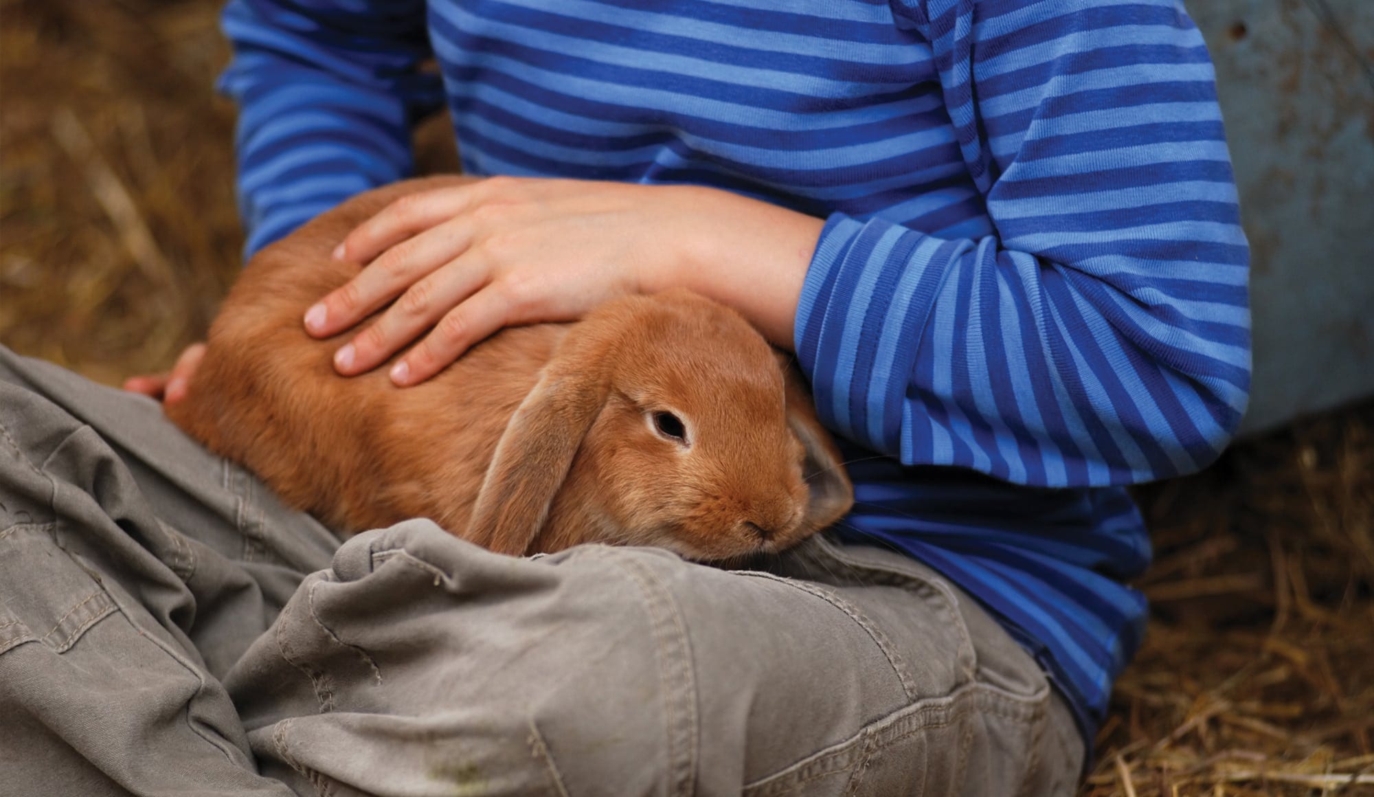a close up of a child with a brown bunny on their lap
