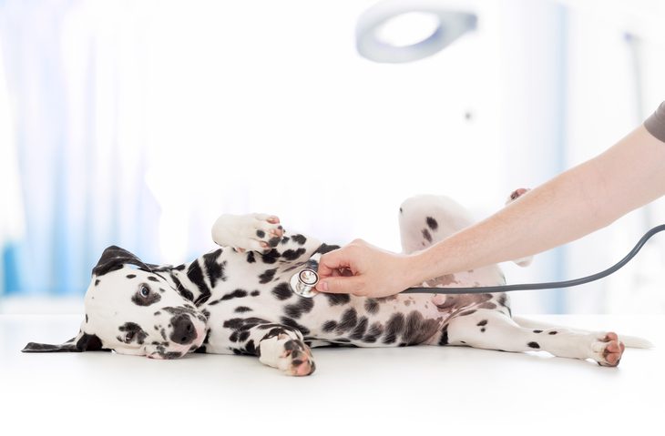 a dalmatian getting their heart rate checked with a stethoscope