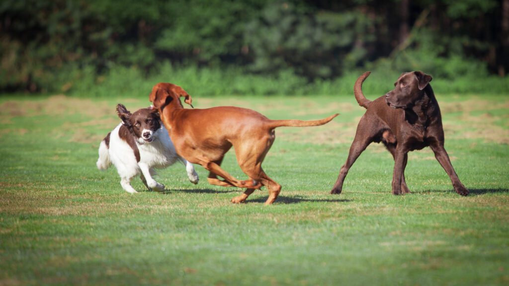 Three Dogs Playing at Dog Park