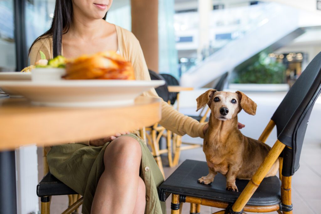 dog at restaurant