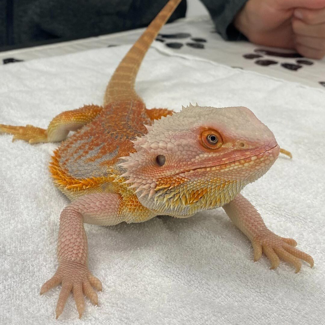 bearded dragon standing on white towel on exam table for wellness checkup