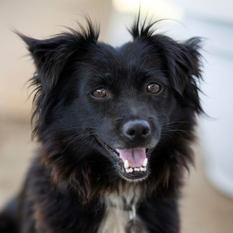 Black Happy Dog Black Happy Dog With Tongue Out