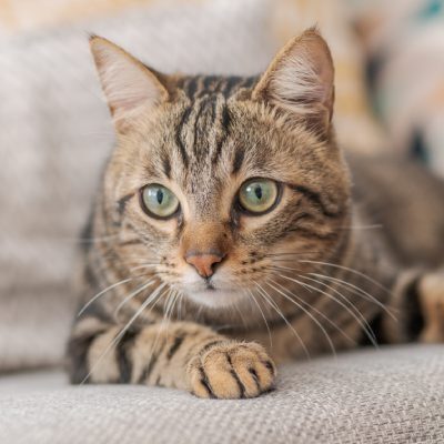 Cat On Couch Cat On Couch