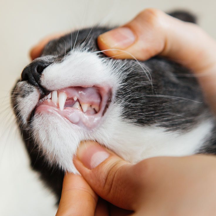 Cat Showing Its Teeth Cat Teeth