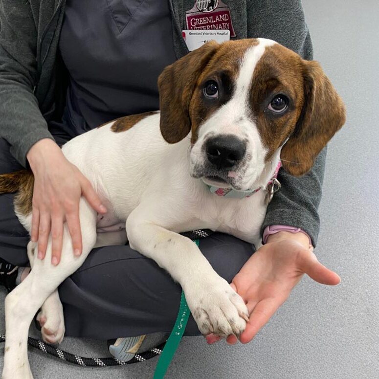Client Forms For Greenland Veterinary Hospital In Greenland, NH brown and white puppy in a veterinary technician's lap