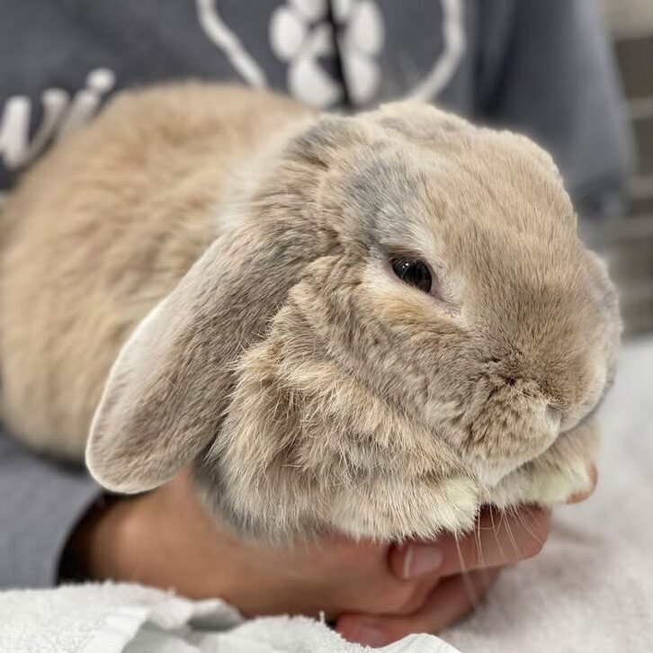 Cute Tan Bunny Cute Little Tan Bunny Held By Vet Assistant