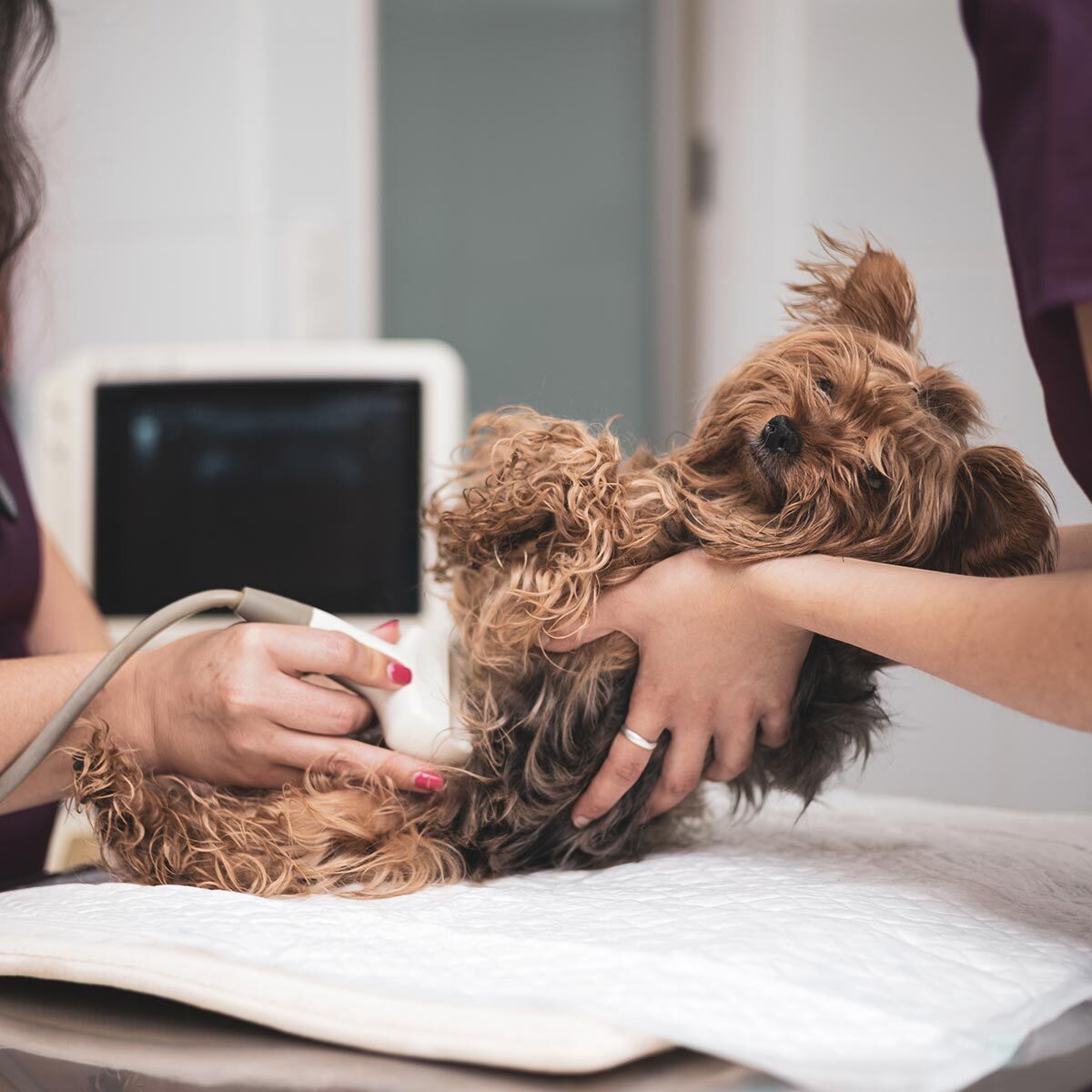 Dog And Cat Diagnostic Testing In Greenland Nh veterinarian and assistant performing abdominal ultrasound on Yorkshire Terrier
