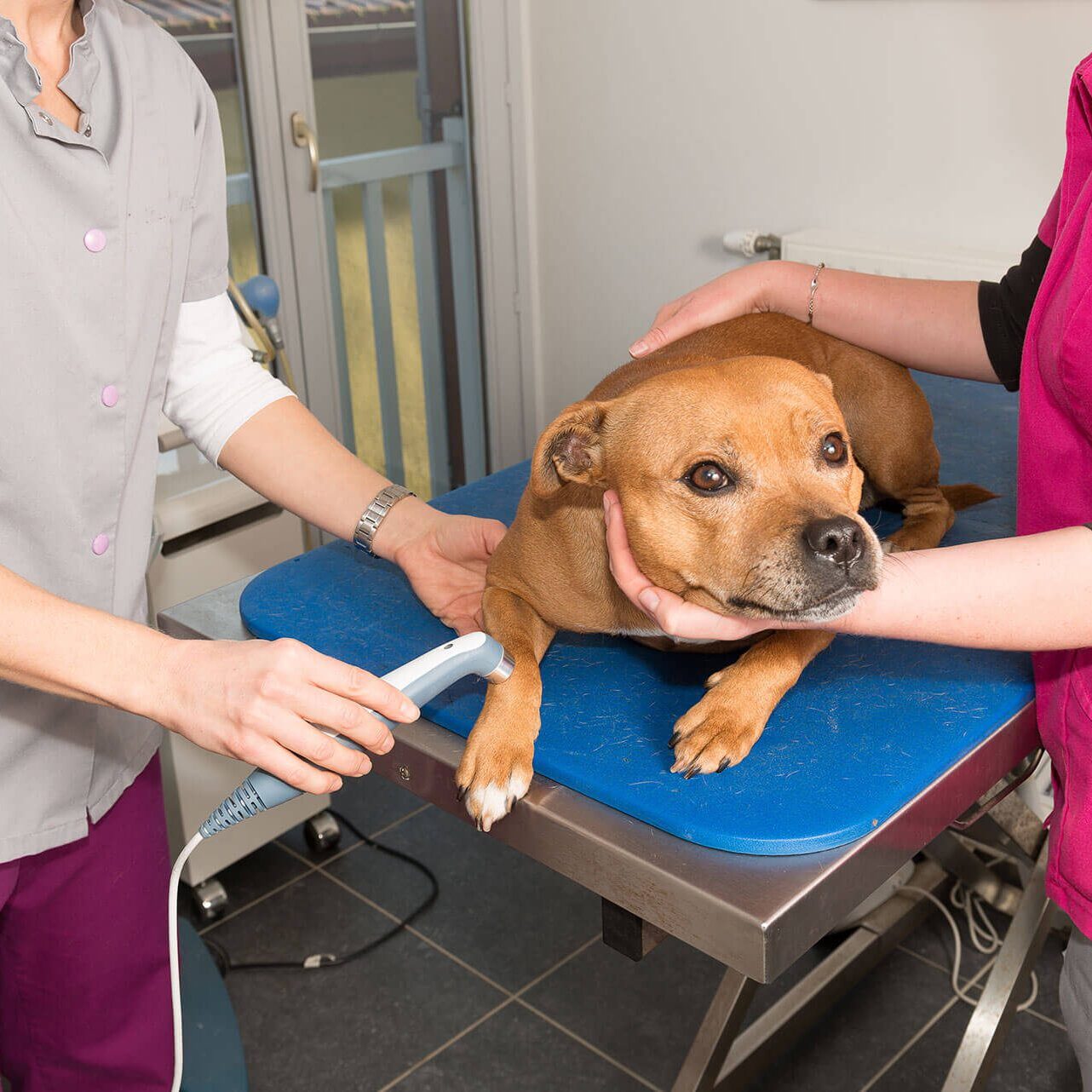 Dog Getting Laser Therapy Dog Getting Laser Therapy