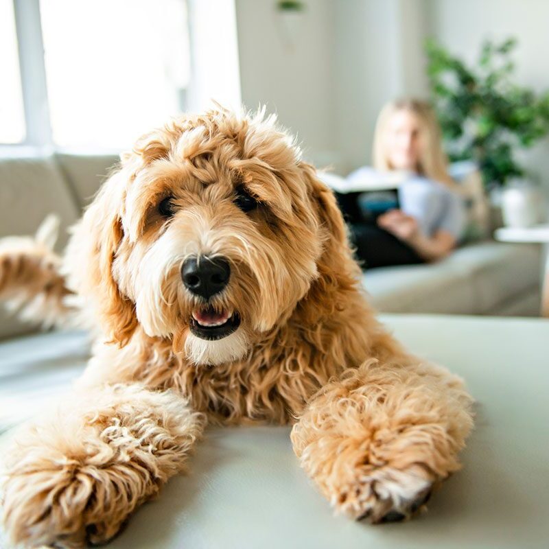 Dog On Couch