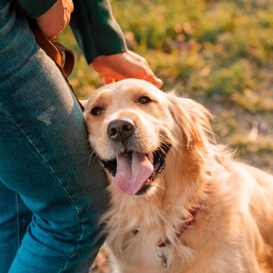 Golden Retreiver Loving On Owner Golden Retreiver Loving On Owner