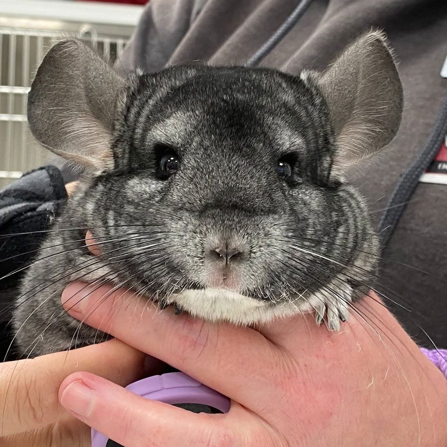 Gray Chinchilla Gray Chinchilla Held By vet Assistant