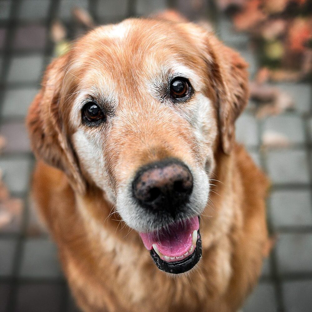 Happy Senior Dog Happy Senior Dog
