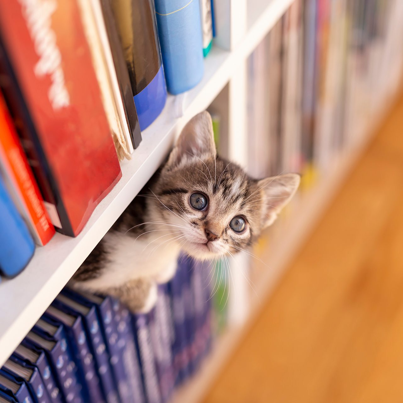 Health Certificates For International Travel Kitten hiding in bookcase
