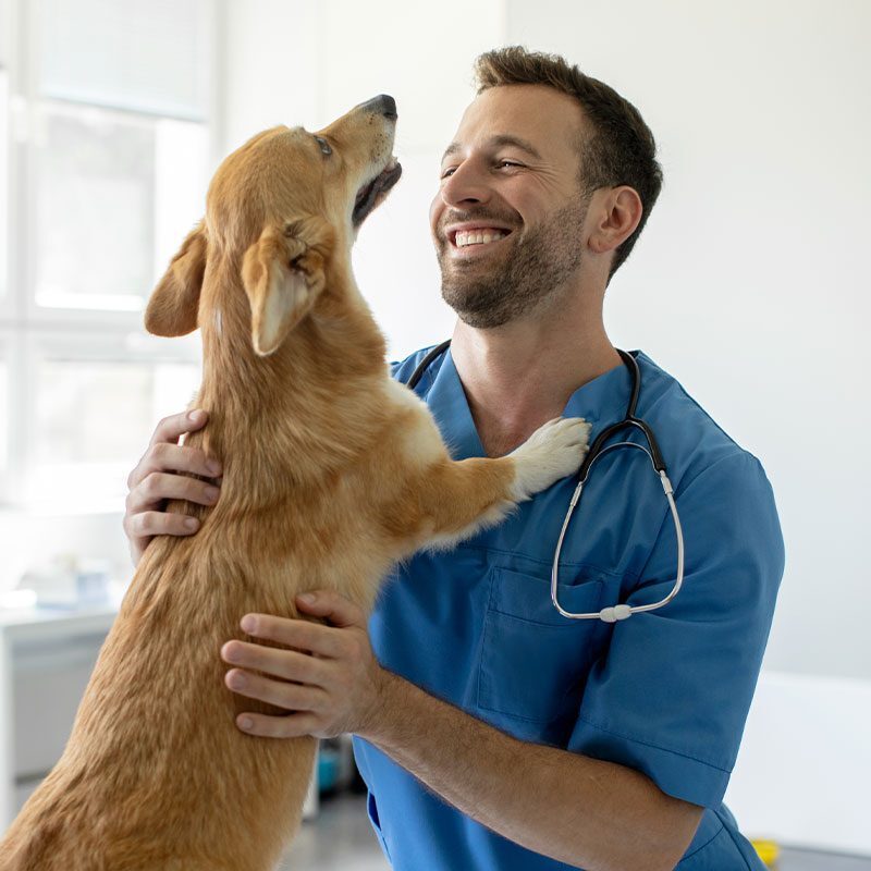 Our Story At Greenland Veterinary Hospital In Greenland Nh happy male veterinarian with small dog