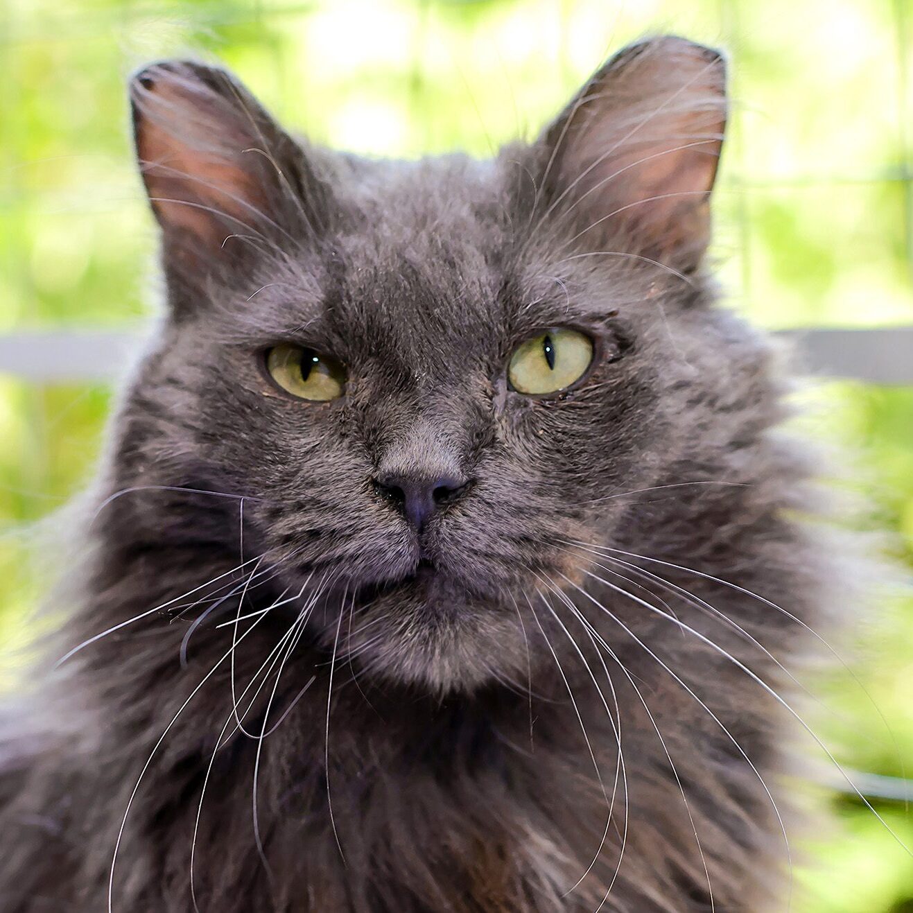 Senior Gray Cat Senior Gray Cat