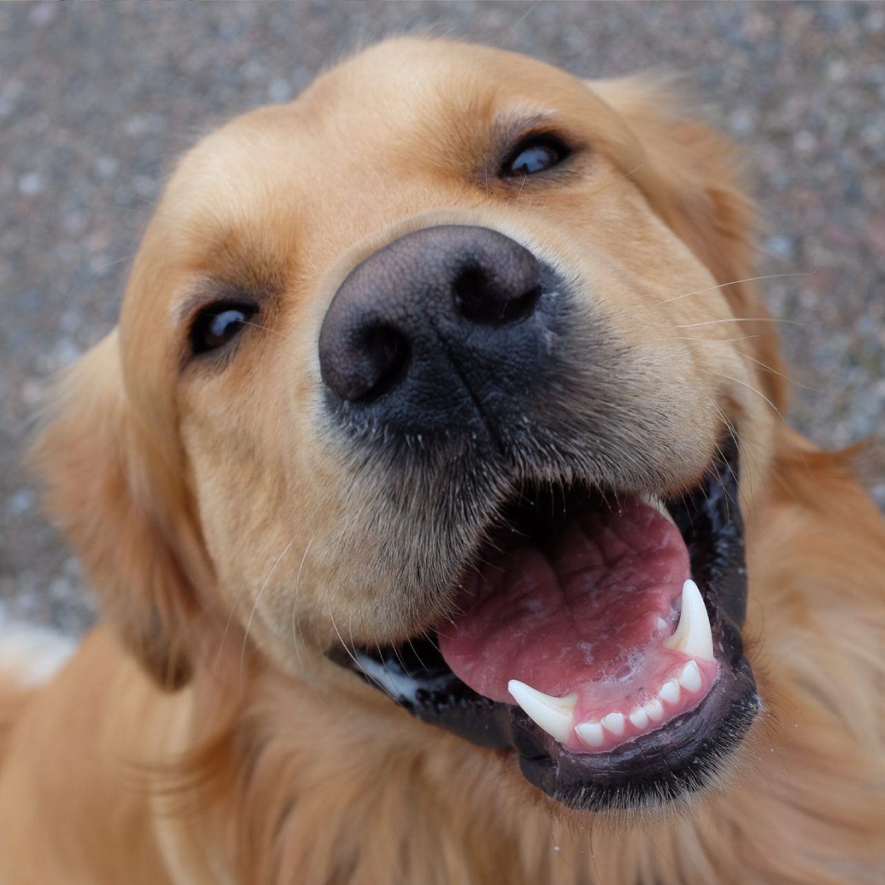 Smiling Golden Dog Smiling Golden Dog