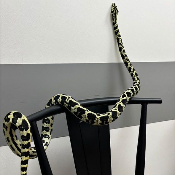 Snake On Chair Black and Yellow Snake Climbing On Chair