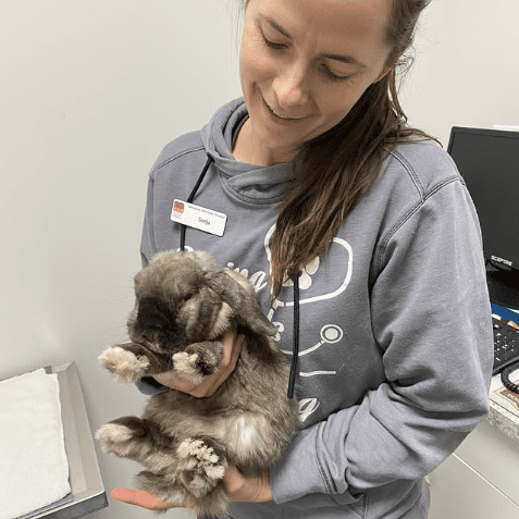 Vet Holding Bunny Vet Holding Bunny