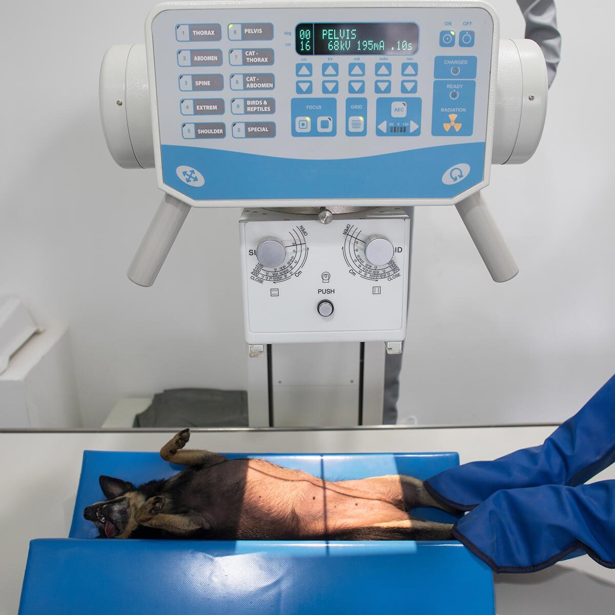 Veterinary Technician With Gloves Positioning Chihuahua For Xray Of Pelvis Veterinary Technician With Gloves Positioning Chihuahua For Xray Of Pelvis